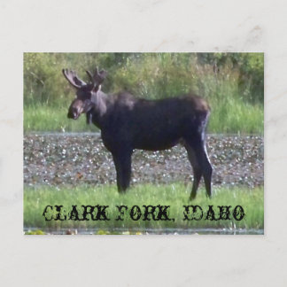 葉書～ "Moose in the Meadow" - Clark Fork, ID ポストカード