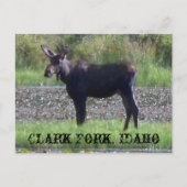 葉書～ "Moose in the Meadow" - Clark Fork, ID ポストカード (正面)