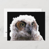 葉書 – Young Owlポートレート ポストカード (正面/裏面)