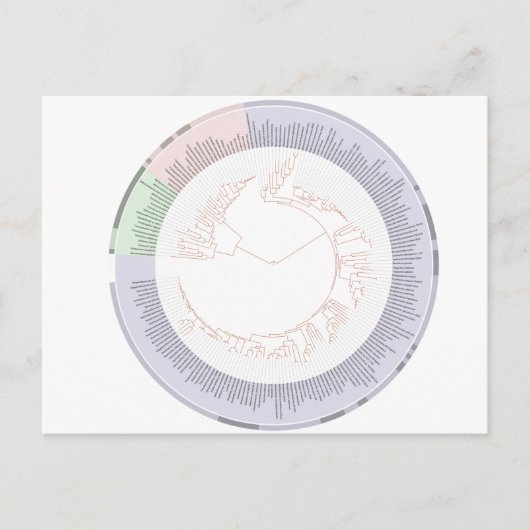 葉書A系統樹生命図 ポストカード (正面)