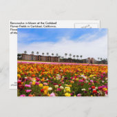 葉書Wildflowers in Carlsbad ポストカード (正面/裏面)