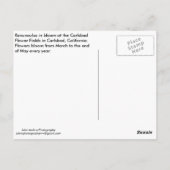 葉書Wildflowers in Carlsbad ポストカード (裏面)