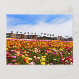 葉書Wildflowers in Carlsbad ポストカード