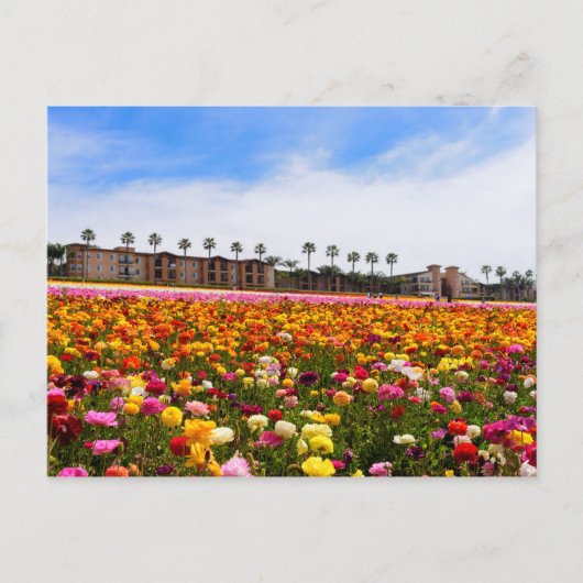 葉書Wildflowers in Carlsbad ポストカード (正面)
