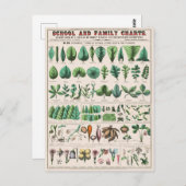 葉根ヴィンテージ植物葉書 ポストカード (正面/裏面)