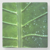 葉水滴石コースター ストーンコースター (正面)