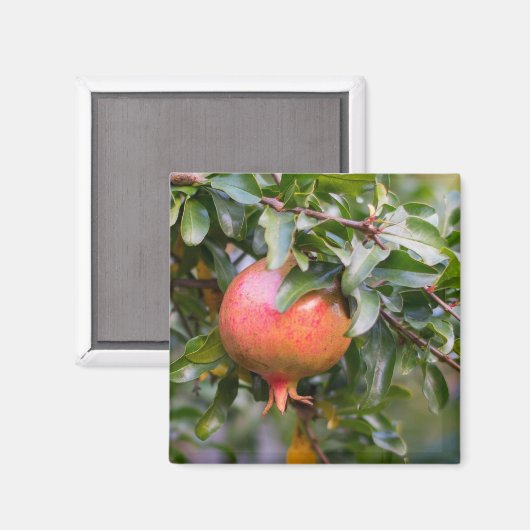 葉状低木の上の熟したザクロ マグネット (正面/裏面)