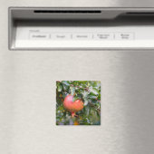 葉状低木の上の熟したザクロ マグネット (インサイチュ (食洗機))