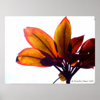 葉状植物 ポスター