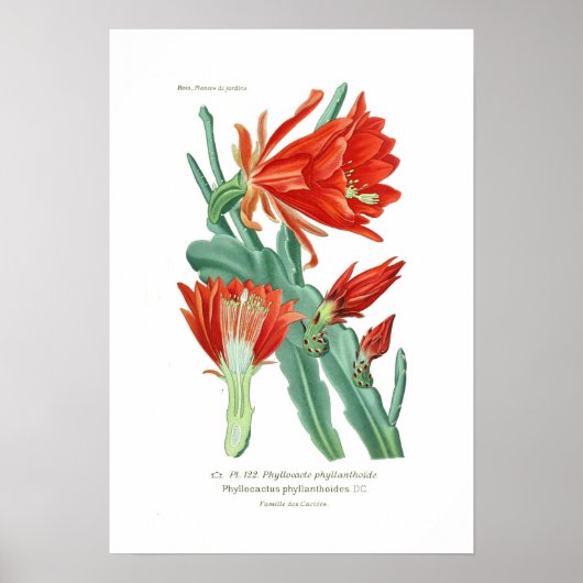 葉状結節類 ポスター (正面)