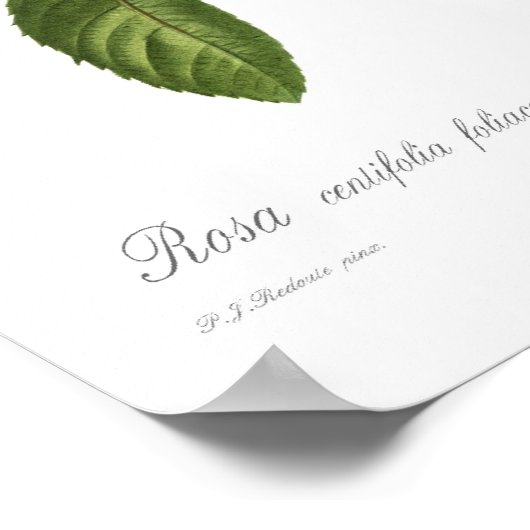 葉状緑虫 ポスター (角)