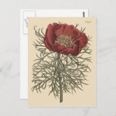 葉素晴らし牡丹イラストレーション ポストカード (正面/裏面)