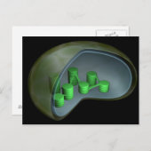 葉緑体の概念図1 ポストカード (正面/裏面)