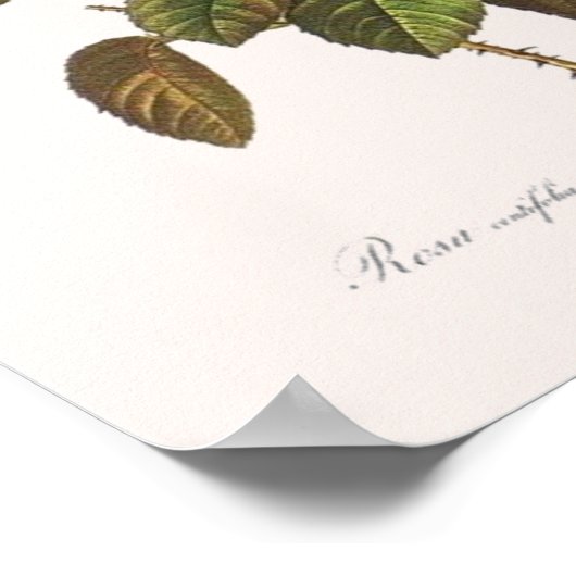 葉緑体 ポスター (角)