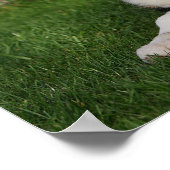 葉縁ど口コリー子犬 ポスター (角)