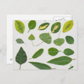 葉葉書 ポストカード (正面/裏面)