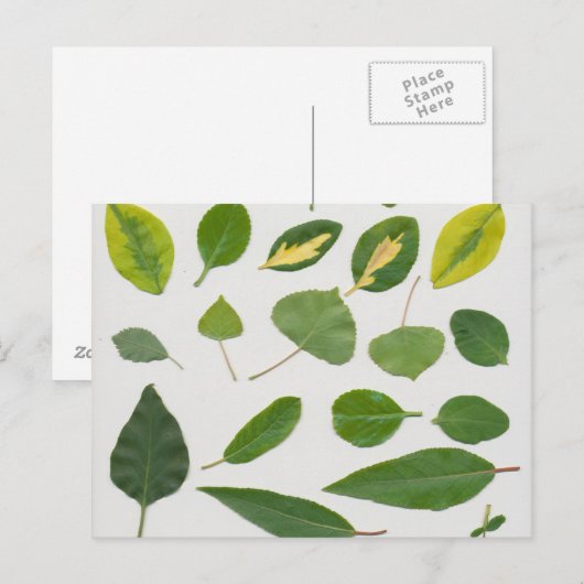 葉葉書 ポストカード (正面/裏面)