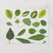 葉葉書 ポストカード (正面)