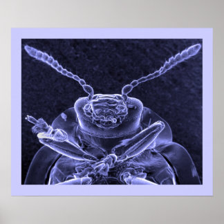 葉虫の画像 – 走査電子顕微鏡 ポスター