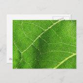 葉迷路 ポストカード (正面/裏面)