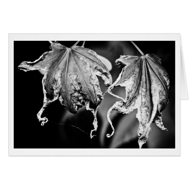 葉遊鶏 (正面横)