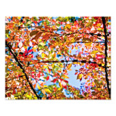 葉 フォトプリント            (正面)