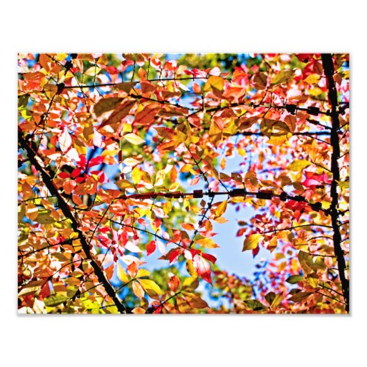 葉 フォトプリント            (正面)