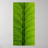 葉 ポスター (正面)