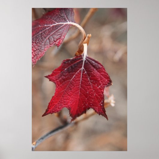 葉 ポスター (正面)