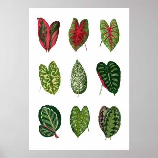 葉 ポスター (正面)