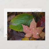 葉 ポストカード (正面/裏面)