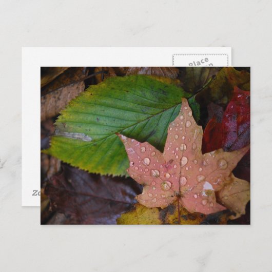 葉 ポストカード (正面/裏面)