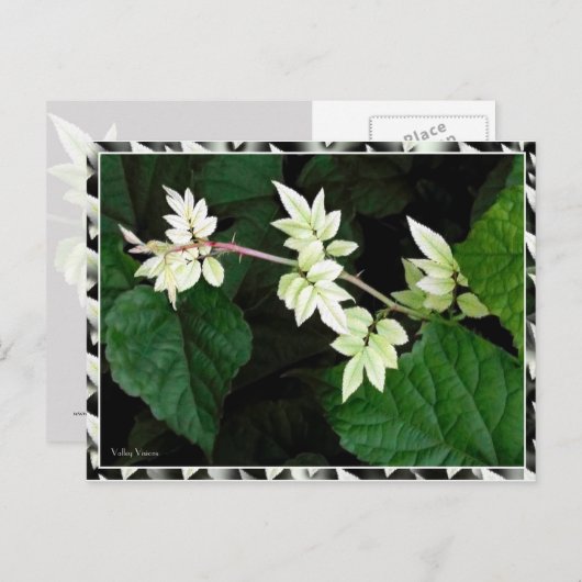 葉 ポストカード (正面/裏面)