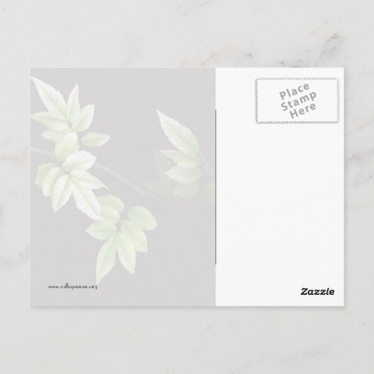 葉 ポストカード (裏面)