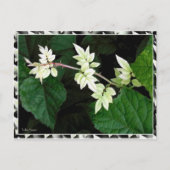 葉 ポストカード (正面)