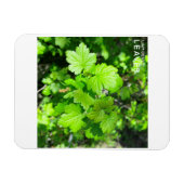 葉 マグネット (横)