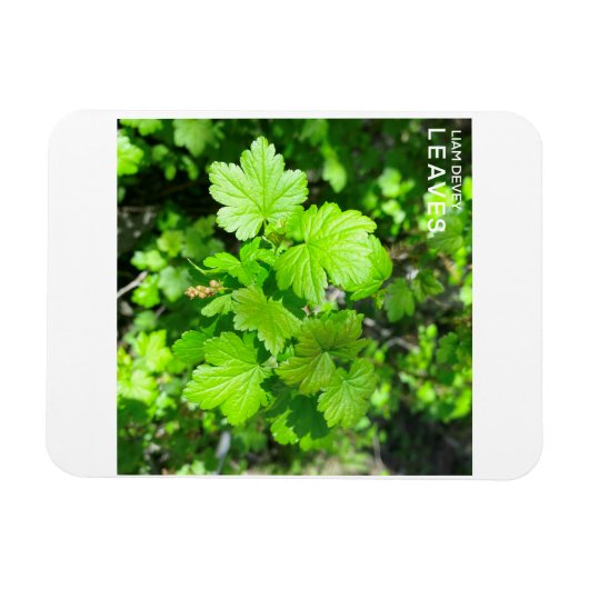 葉 マグネット (横)