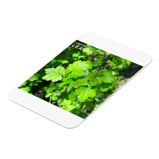 葉 マグネット (左側)