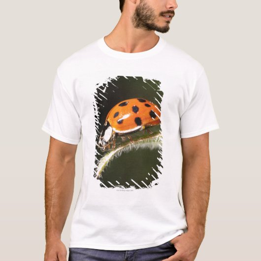 葉、葉のてんとう虫のてんとう虫 Tシャツ (正面)