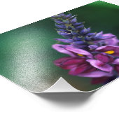 葛花桃色の紫色の花 フォトプリント            (角)