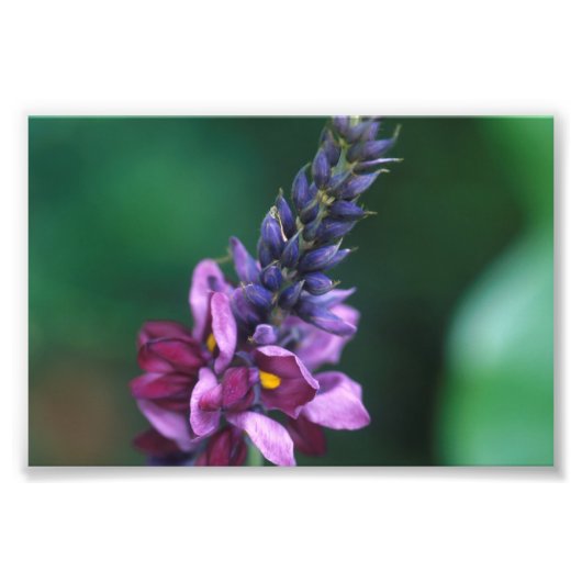 葛花桃色の紫色の花 フォトプリント            (正面)