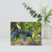 葡萄のコンコードつる植物葉書 ポストカード (スタンド正面)