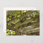 葡萄の天蓋の下に ポストカード (正面/裏面)