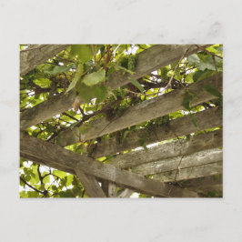 葡萄の天蓋の下に ポストカード