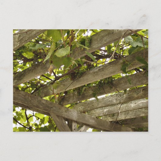 葡萄の天蓋の下に ポストカード (正面)