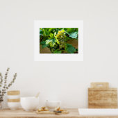 葡萄ポスター ポスター (キッチン)