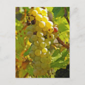 葡萄畑にチャッセラを植え長く植えた ポストカード (正面)