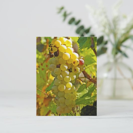 葡萄畑にチャッセラを植え長く植えた ポストカード (スタンド正面)