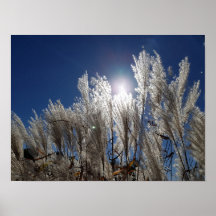 葦の花をフル開花