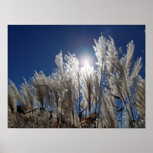 葦の花をフル開花 ポスター (正面)